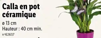 Lidl Calla en pot céramique offre