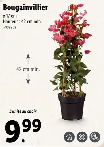 Lidl Bougainvillier offre