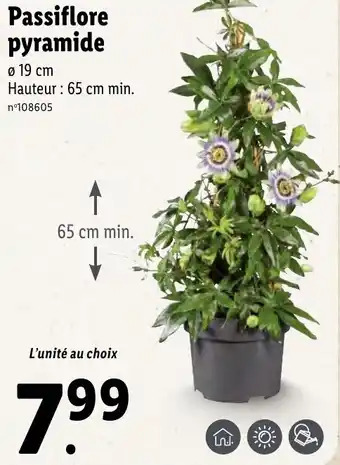 Lidl Passiflore pyramide offre