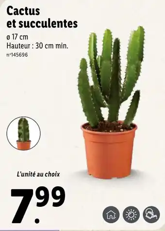 Lidl Cactus et succulentes offre