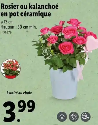 Lidl Rosier ou kalanchoé en pot céramique offre