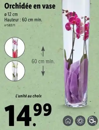 Lidl Orchidée en vase offre