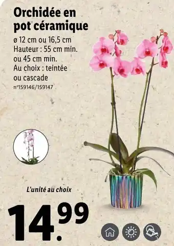 Orchidée en pot céramique