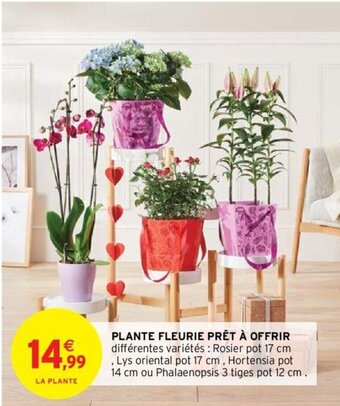 Plante Fleurie Prêt à Offrir