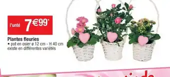 Cora x Carrefour Plantes Fleuries offre