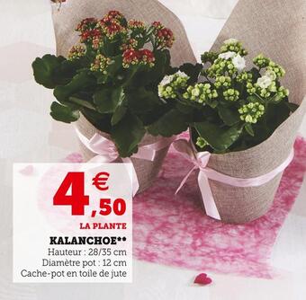 Super U Kalanchoe offre