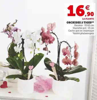 Super U Orchidee 2 tiges offre