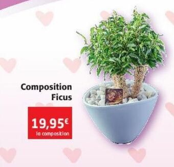 Colruyt Composition ficus offre
