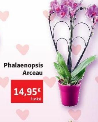 Colruyt Phalaenopsis arceau offre