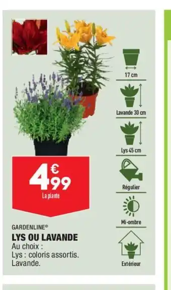 Lys Ou Lavande