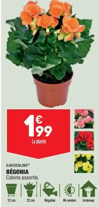 ALDI Bégonia offre