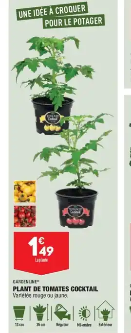 ALDI Plant de Tomates Cocktail offre