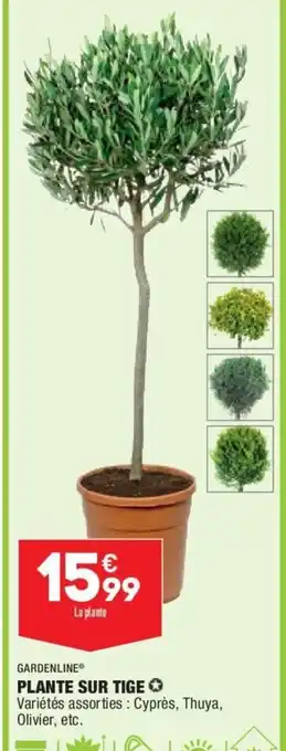 ALDI Plante Sur Tige offre