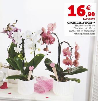 Orchidee 2 tiges