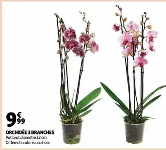 Auchan Orchidée 3 branches offre