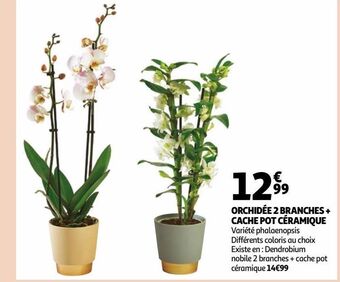 Auchan Orchidée 2 branches + cache pot céramique offre