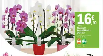 Orchidée Phalaenopsis Cascade