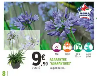 E.Leclerc Jardi Agapanthe "Agapanthus" offre