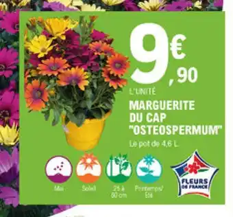 E.Leclerc Jardi Marguerite Du Cap "Osteospermum" offre