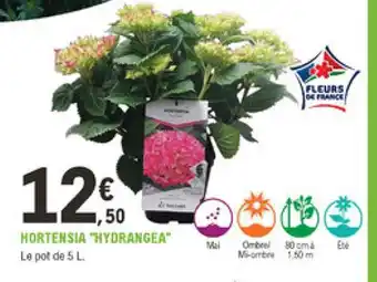 E.Leclerc Jardi Hortensia "Hydrangea" offre
