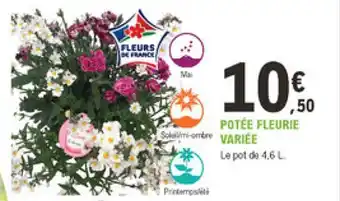 Potée Fleurie Variée