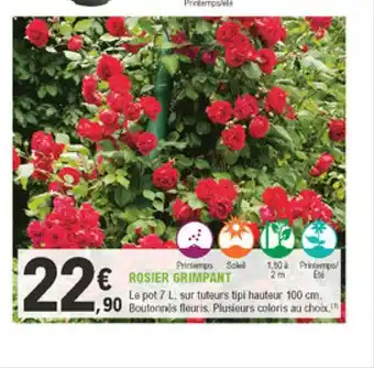 E.Leclerc Jardi Rosier Grimpant offre