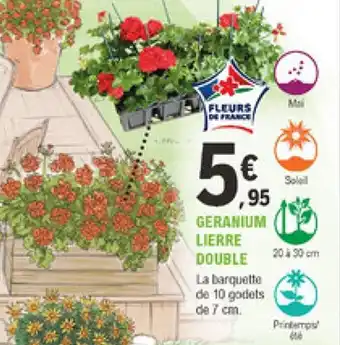 E.Leclerc Jardi Geranium Lierre Double offre
