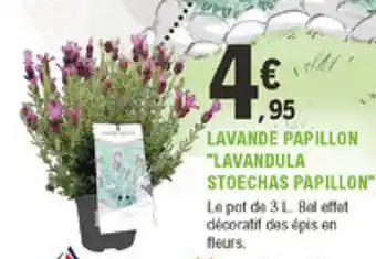 Lavande Papillon "Lavandula Stoechas Papillon"