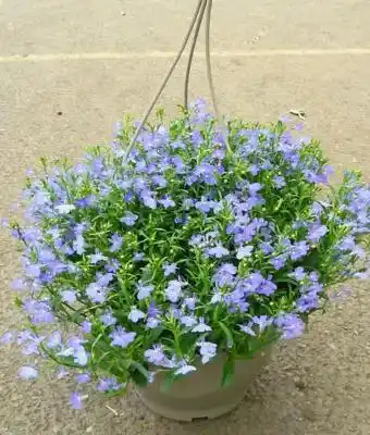 Castorama Suspension plante lobelia mix 6l offre