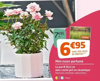 Jardiland Mini rosier parfumé offre