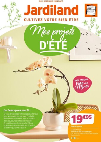 Jardiland Phalaenopsis offre