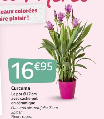 Jardiland Curcuma offre
