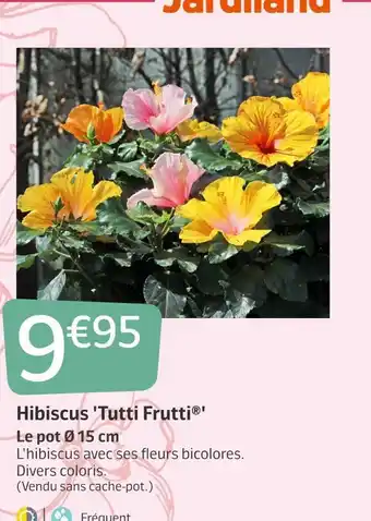 Jardiland Hibiscus 'tutti frutti®' offre