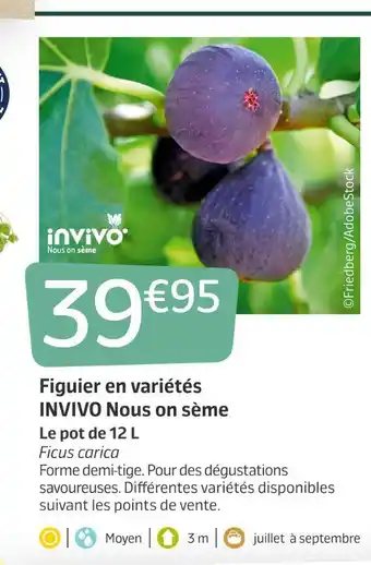 Jardiland Invivo nous on sème figuier en variétés offre