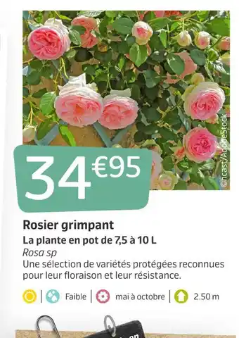 Jardiland Rosier grimpant offre