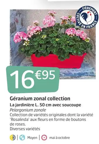 Jardiland Géranium zonal collection offre