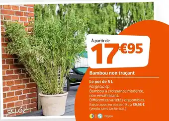 Bambou non traçant