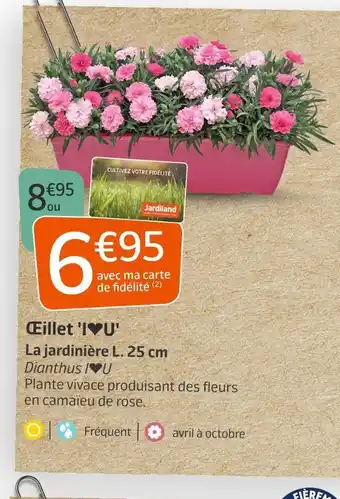 Jardiland Œillet 'i❤u' offre