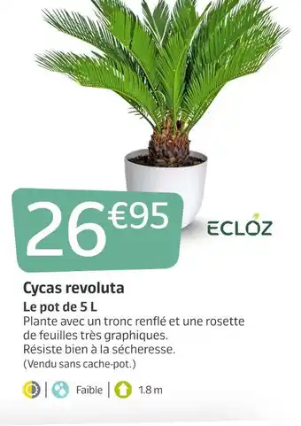 Ecloz cycas revoluta