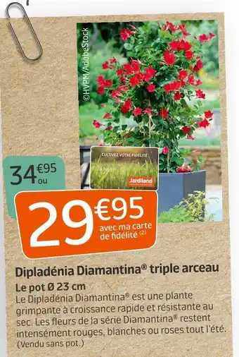 Jardiland Dipladénia diamantina® triple arceau offre