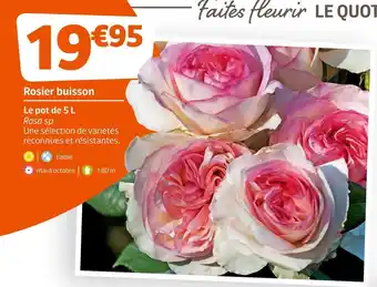 Jardiland Rosier buisson offre