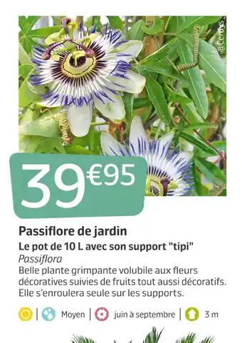 Jardiland Passiflore de jardin offre