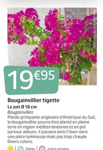 Jardiland Bougainvillier tigette offre