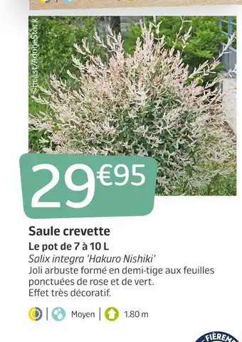 Saule crevette