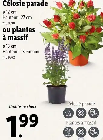 Lidl Célosie parade offre