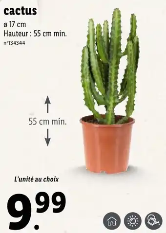 Lidl Cactus offre