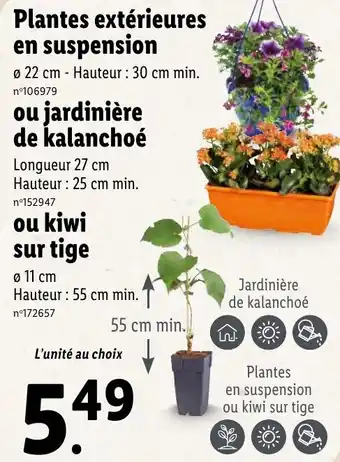 Lidl Plantes extérieures en suspension offre