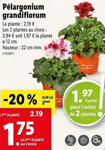 Lidl Pélargonium grandiflorum offre