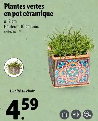 Lidl Plantes vertes en pot céramique offre
