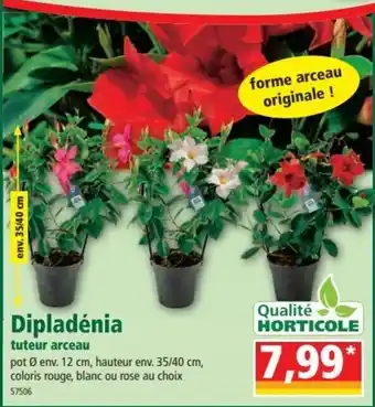 Norma Dipladénia Tuteur Arceau offre